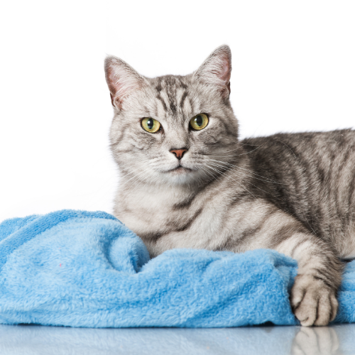 Kot domowy – informacje na temat gatunku