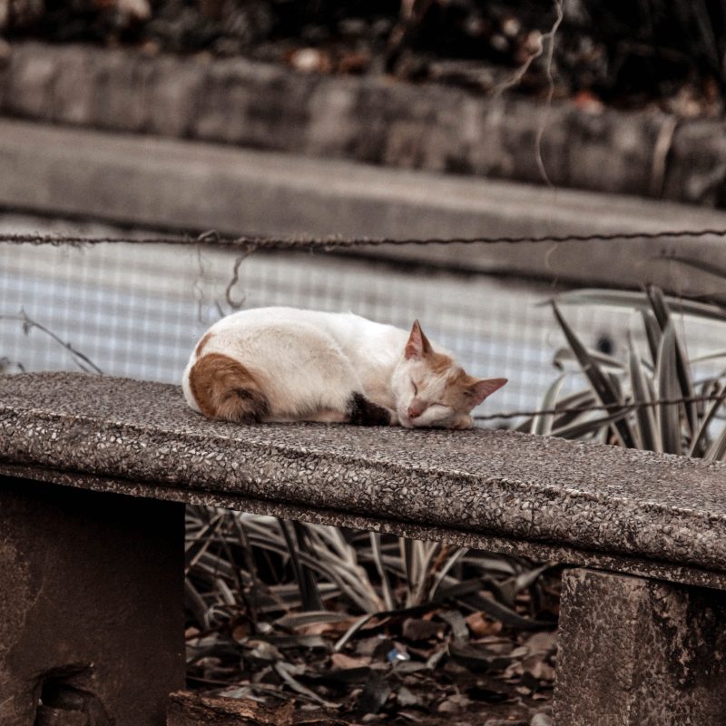 bezdomny kot
