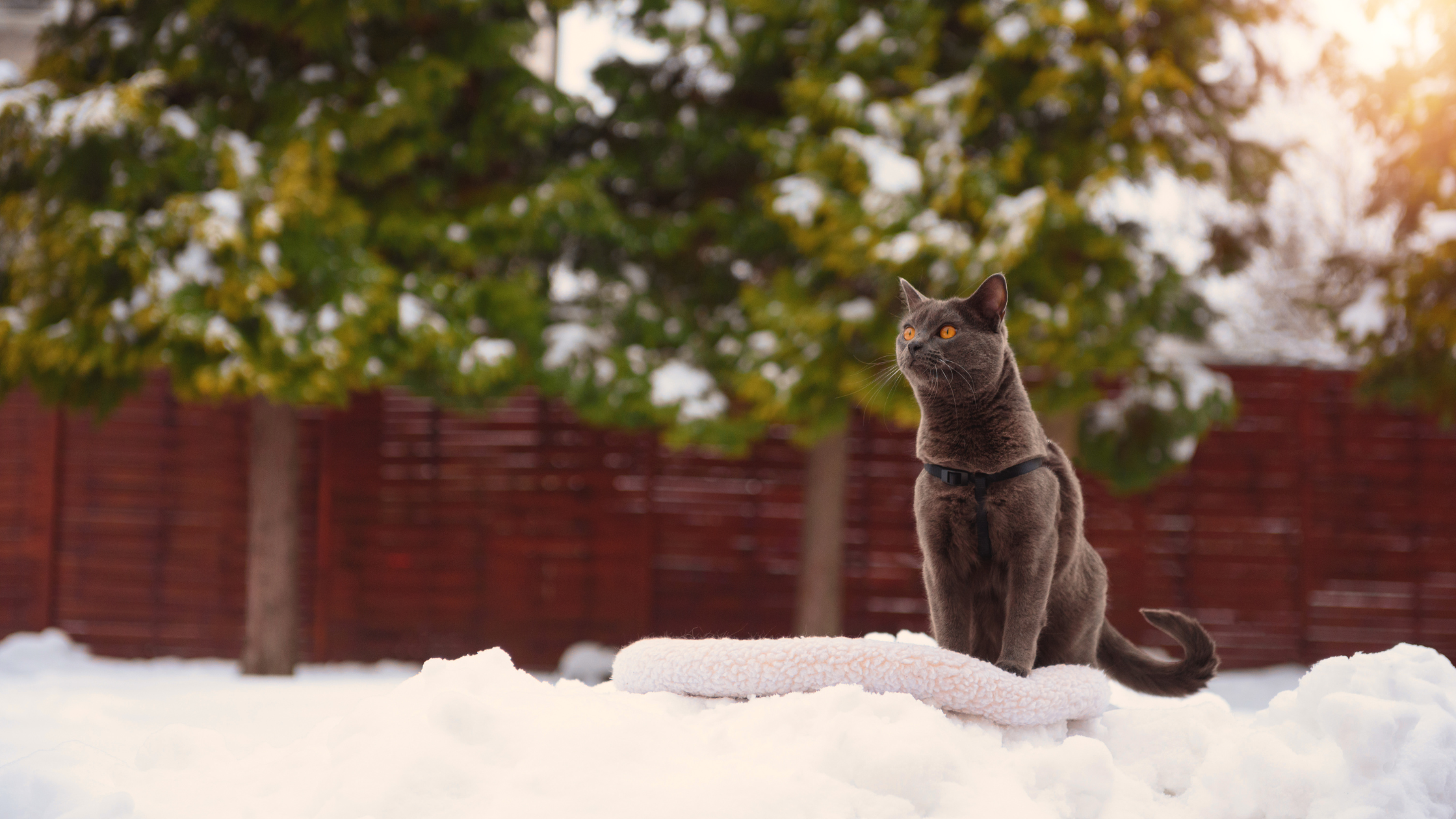 kot zimą w szelkach