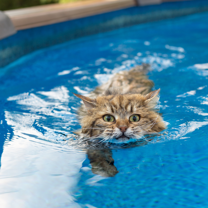 pływający kot