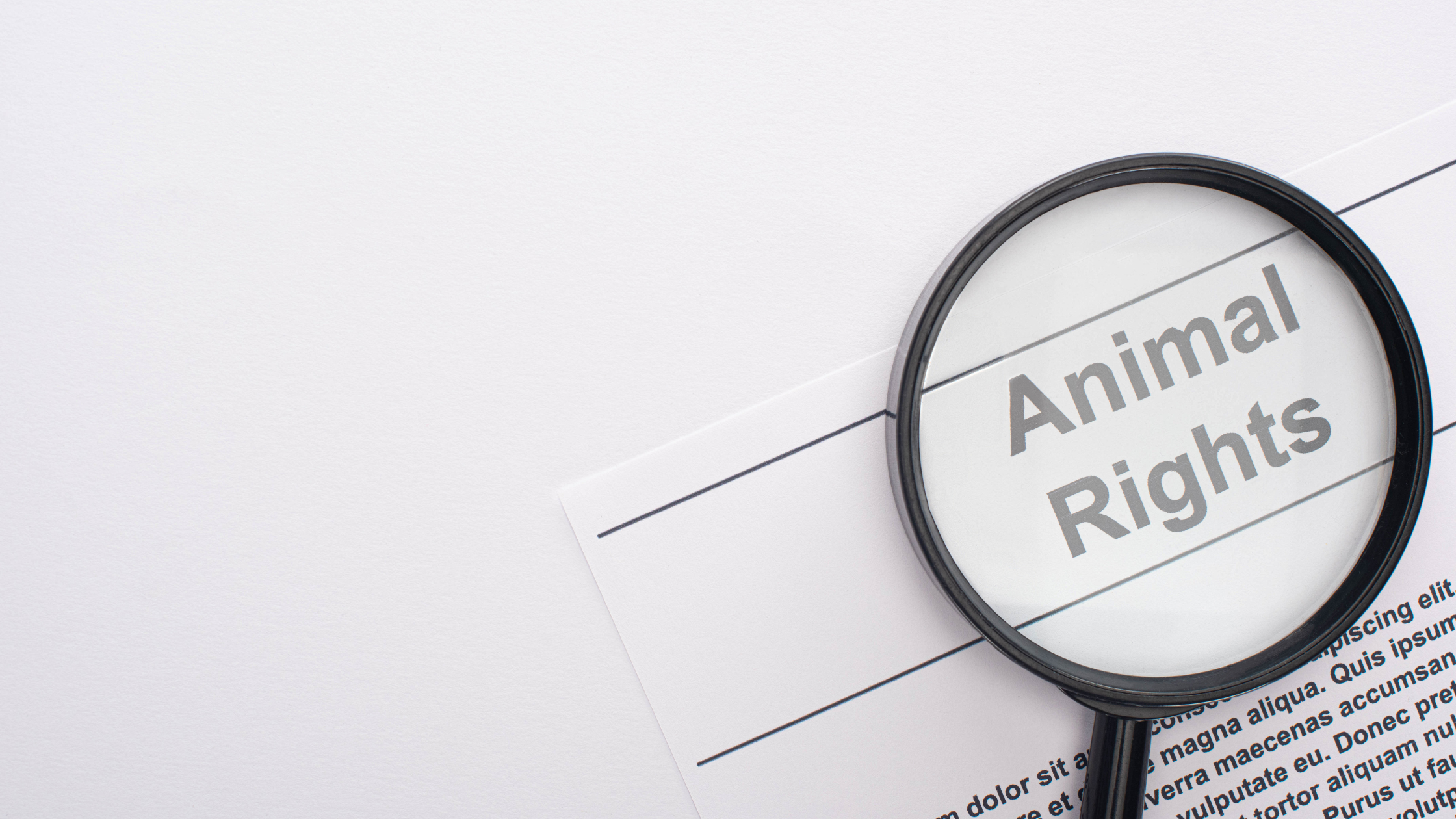 prawa zwierząt