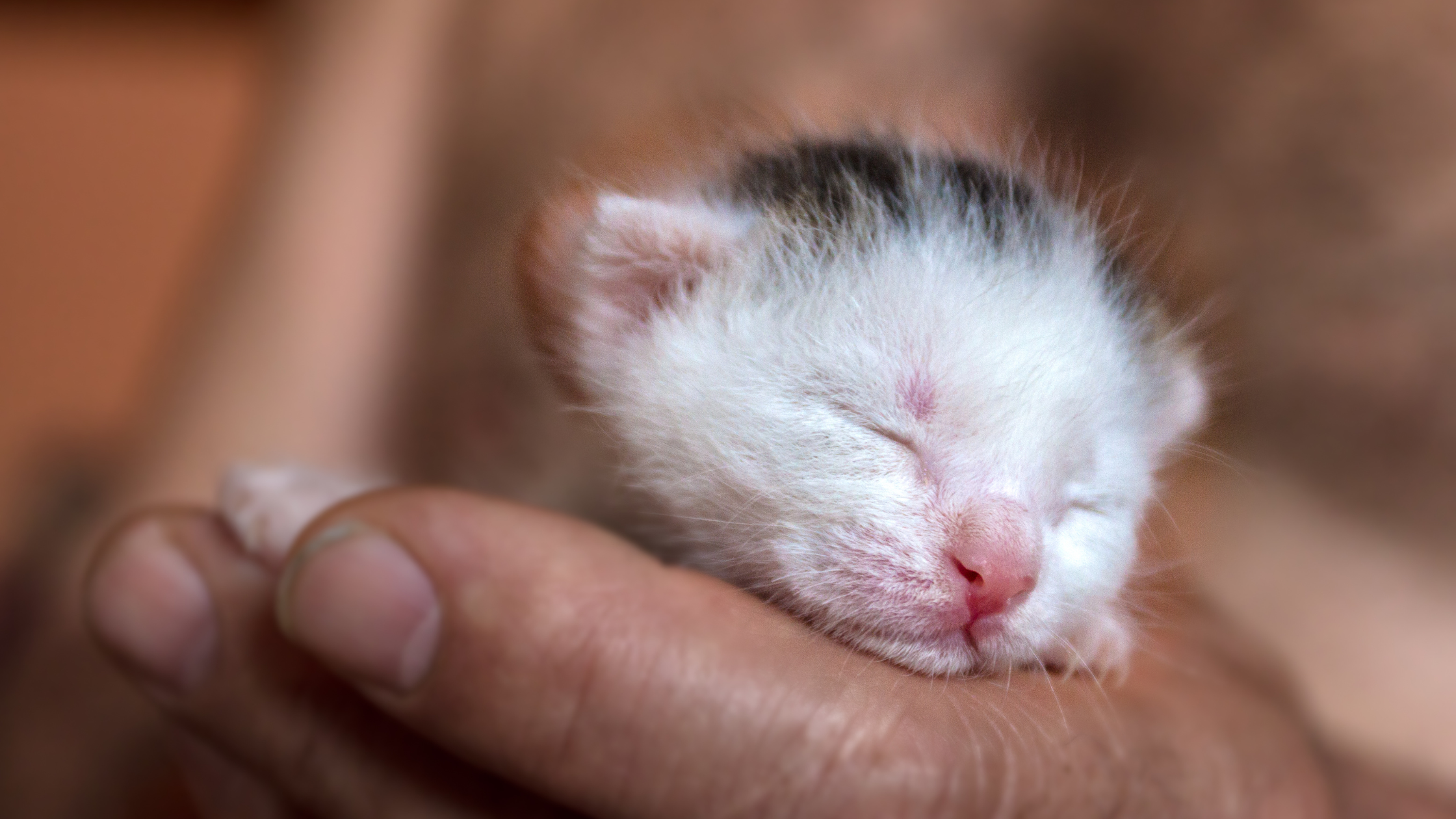 uśpienie ślepego miotu