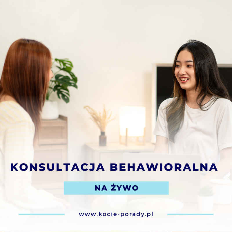 konsultacje na żywo konsultacje na żywo