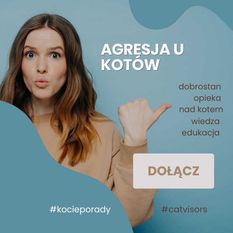 Agresja u kotów Agresja u kotów