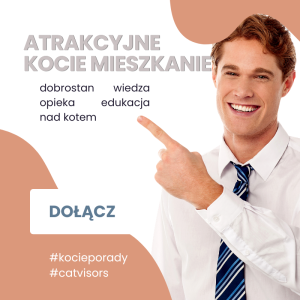 Atrakcyjne kocie mieszkanie