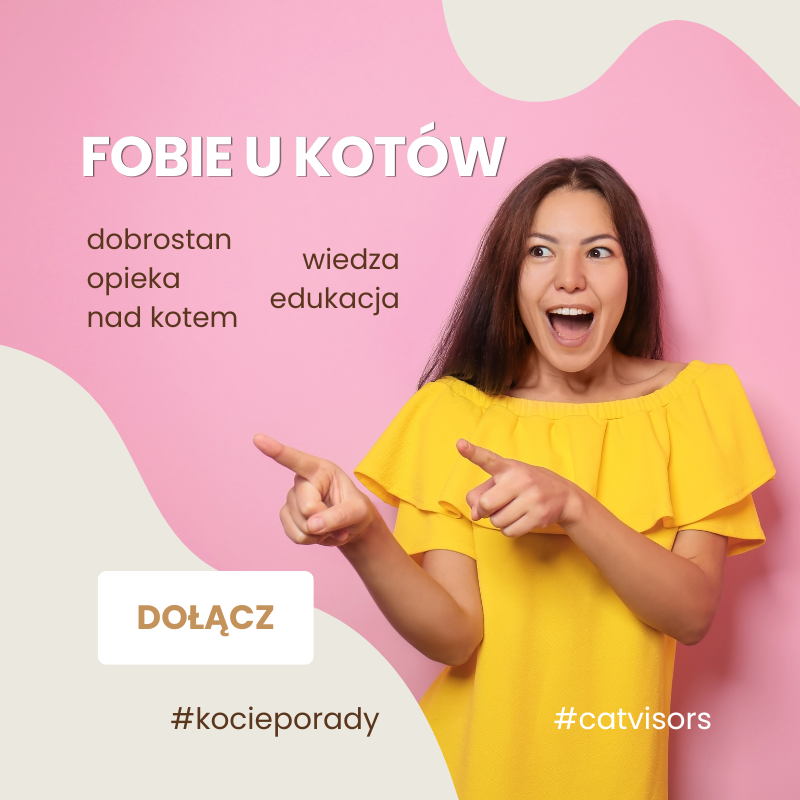 Fobie u kotów Fobie u kotów
