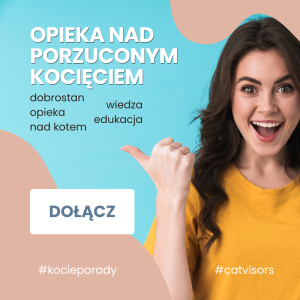 Opieka nad porzuconym kocięciem