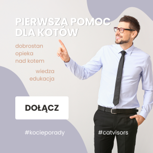 Pierwsza pomoc dla kotów