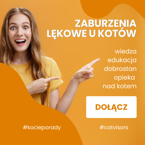 Zaburzenia lękowe u kotów