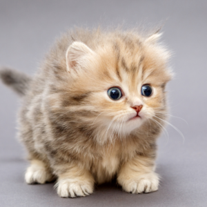 Opieka nad porzuconym kocięciem