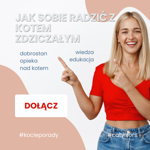 Jak sobie radzić z kotem zdziczałym