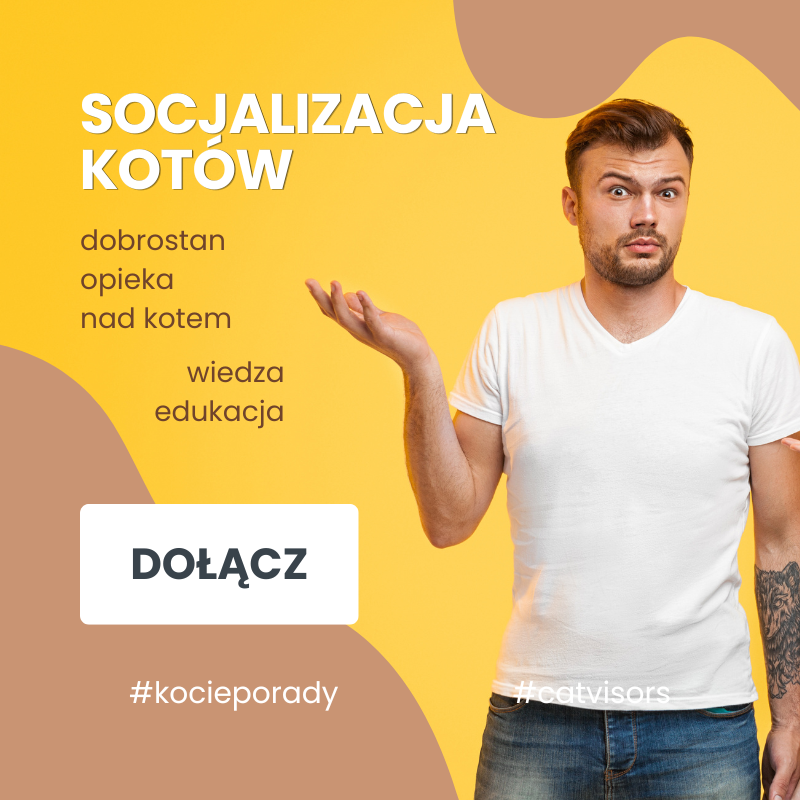 Socjalizacja kotów Socjalizacja kotów