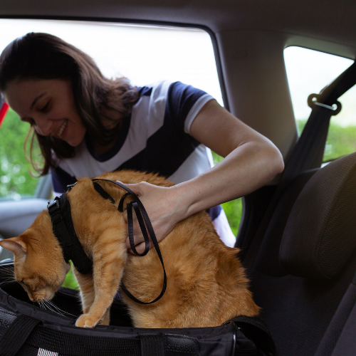 Transport kota – przewożenie kota i wizyta u lekarza weterynarii