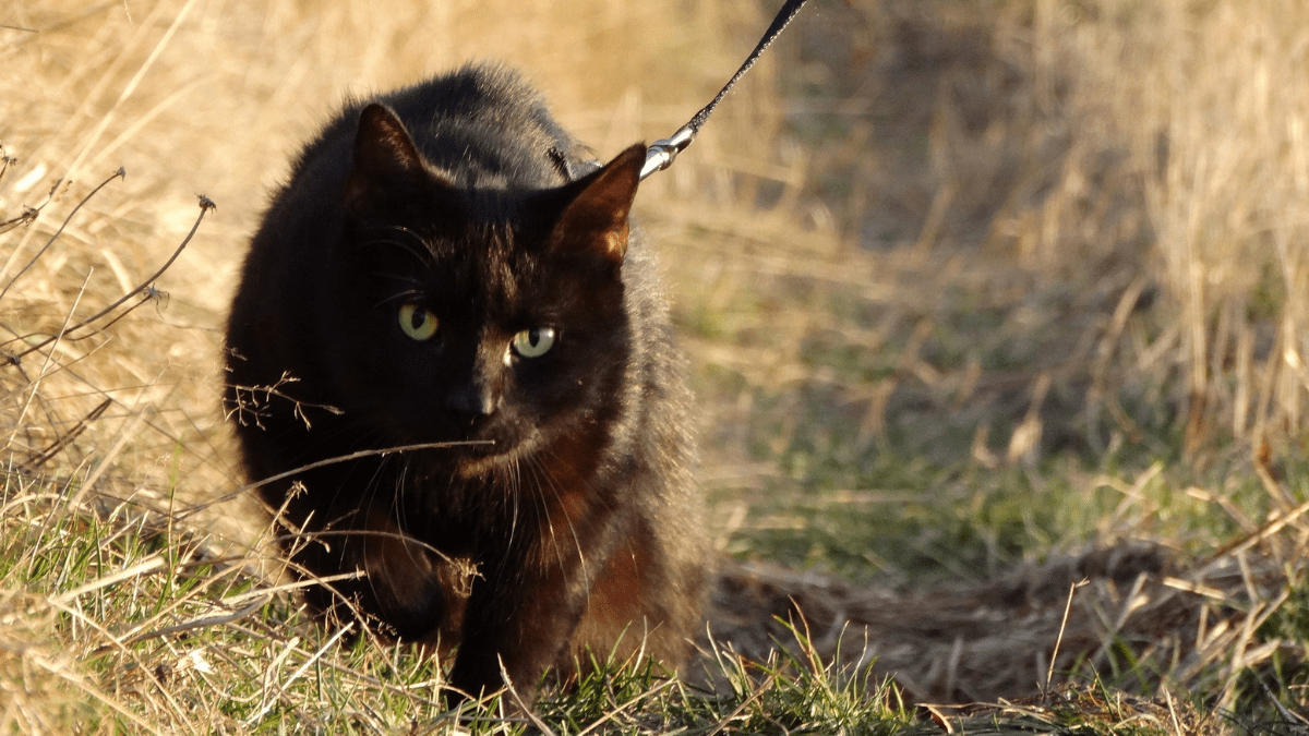 wychodzenie z kotem na smyczy