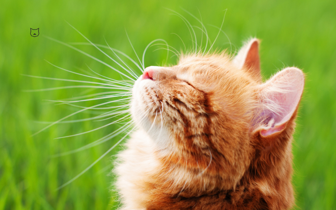 Kot domowy i lato: Jak zapewnić zdrowie i komfort naszym futrzastym przyjaciołom