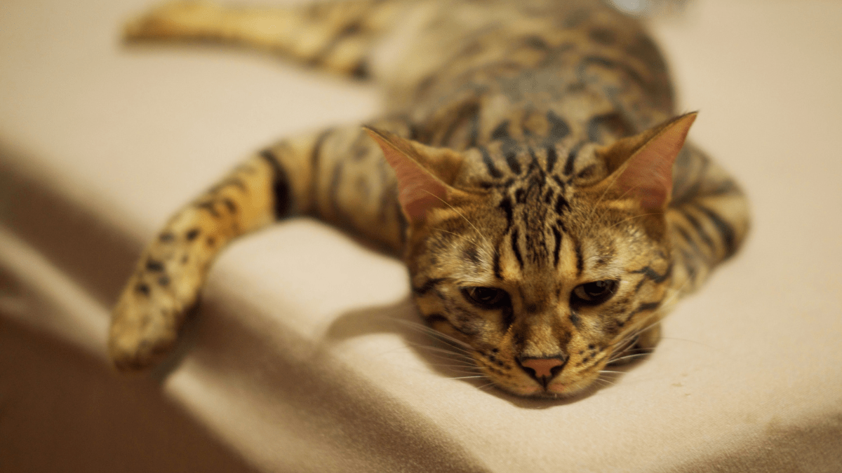 Depresja u kota domowego