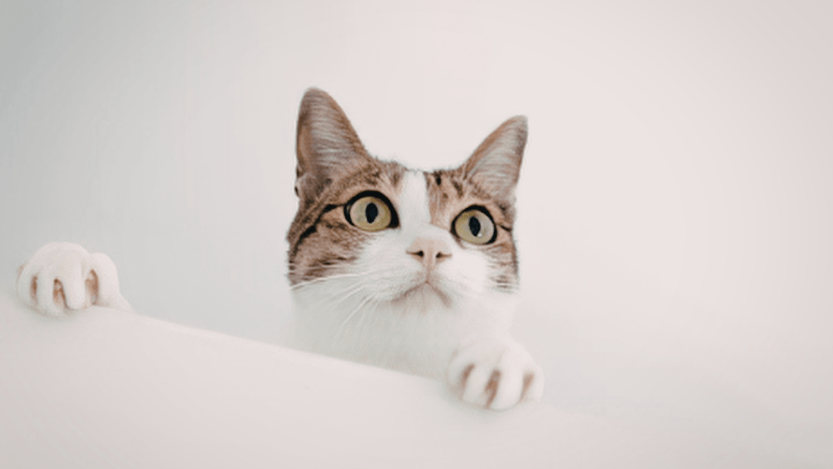 kot domowy udomowiony