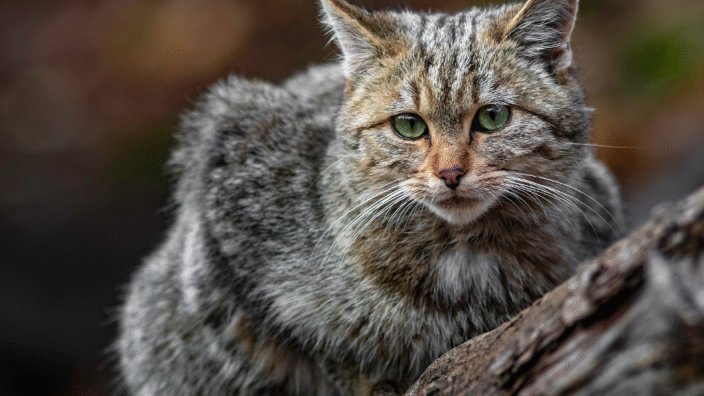 Różnice między żbikiem europejskim a żbikiem afrykańskim