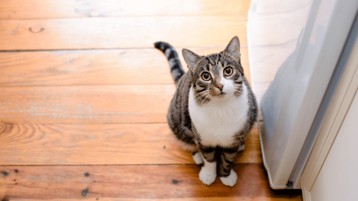 Can Domestic Cats Have Autism?