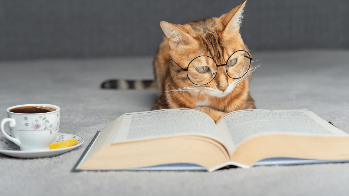 Can cats have ADHD?