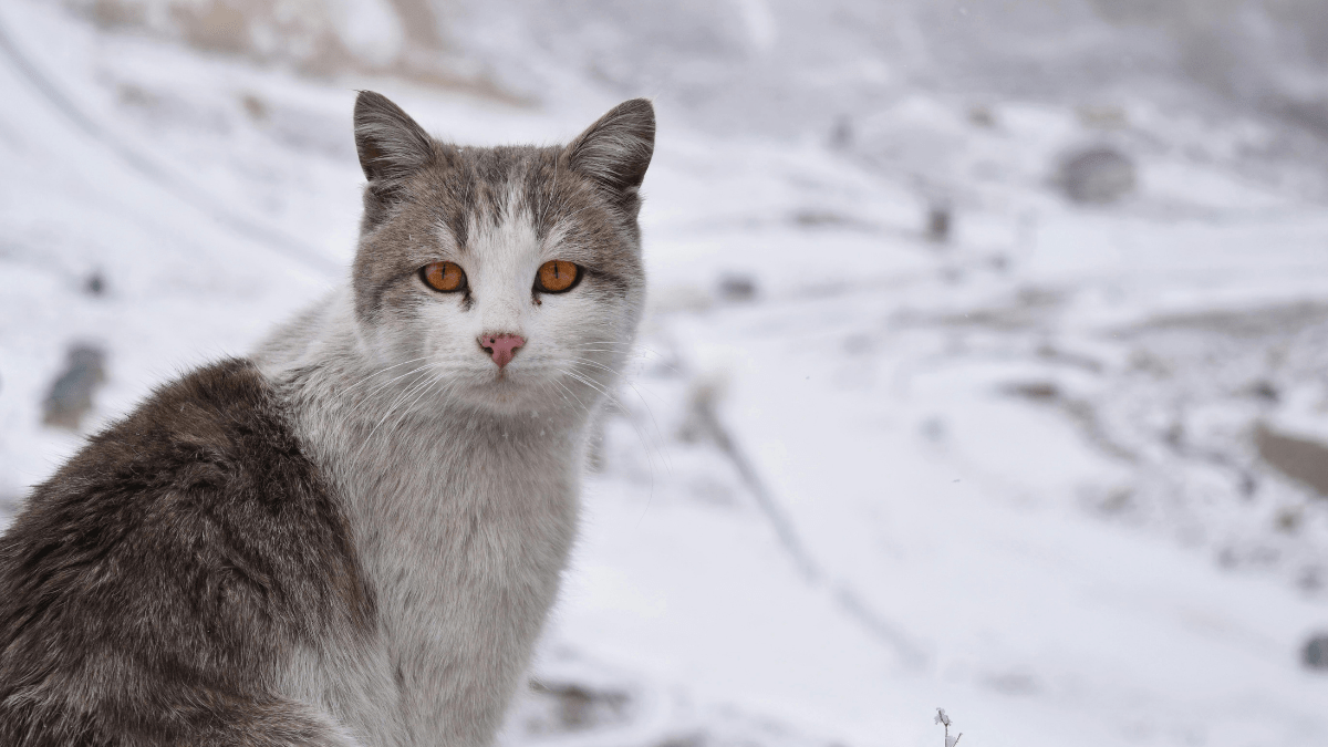 Zimowe życie bezdomnych kotów