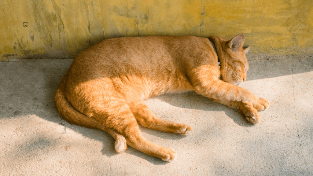 Ile godzin śpią koty?