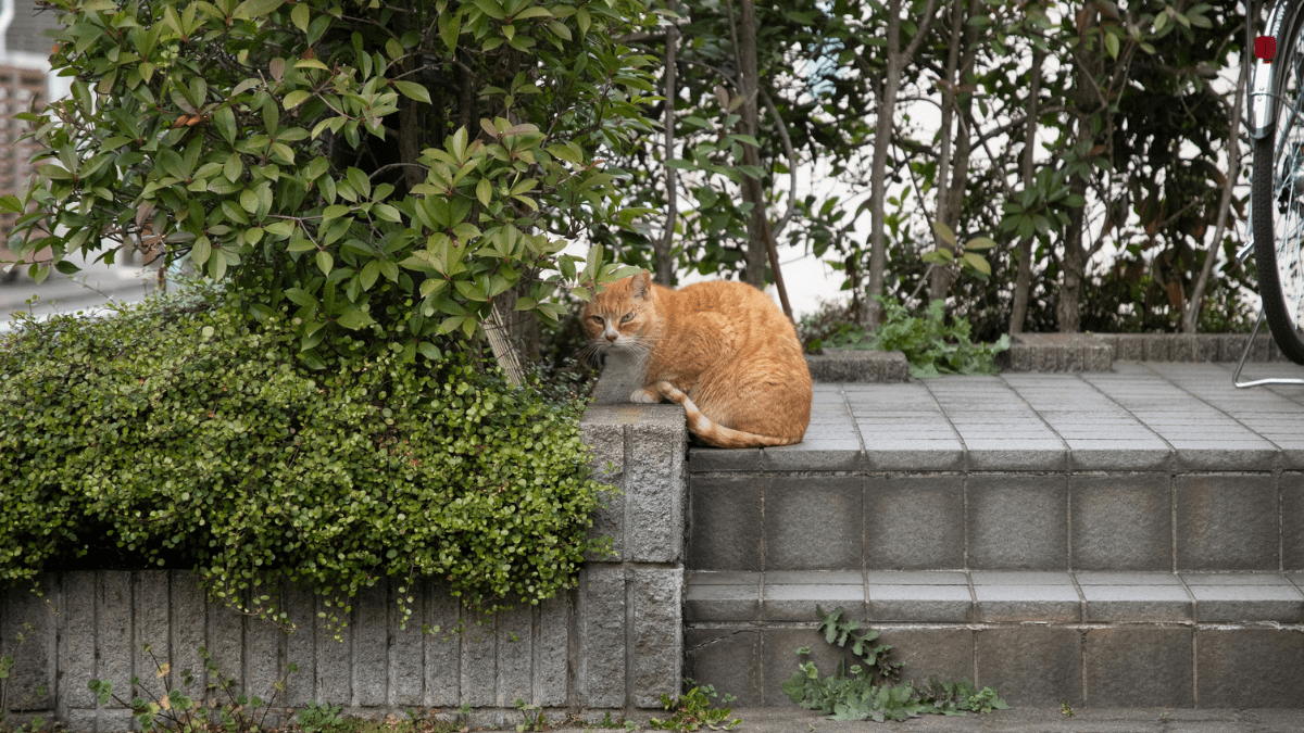 When Your Cat Does Not Come Back