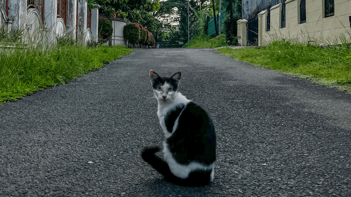 Kommt die Katze wirklich zurück