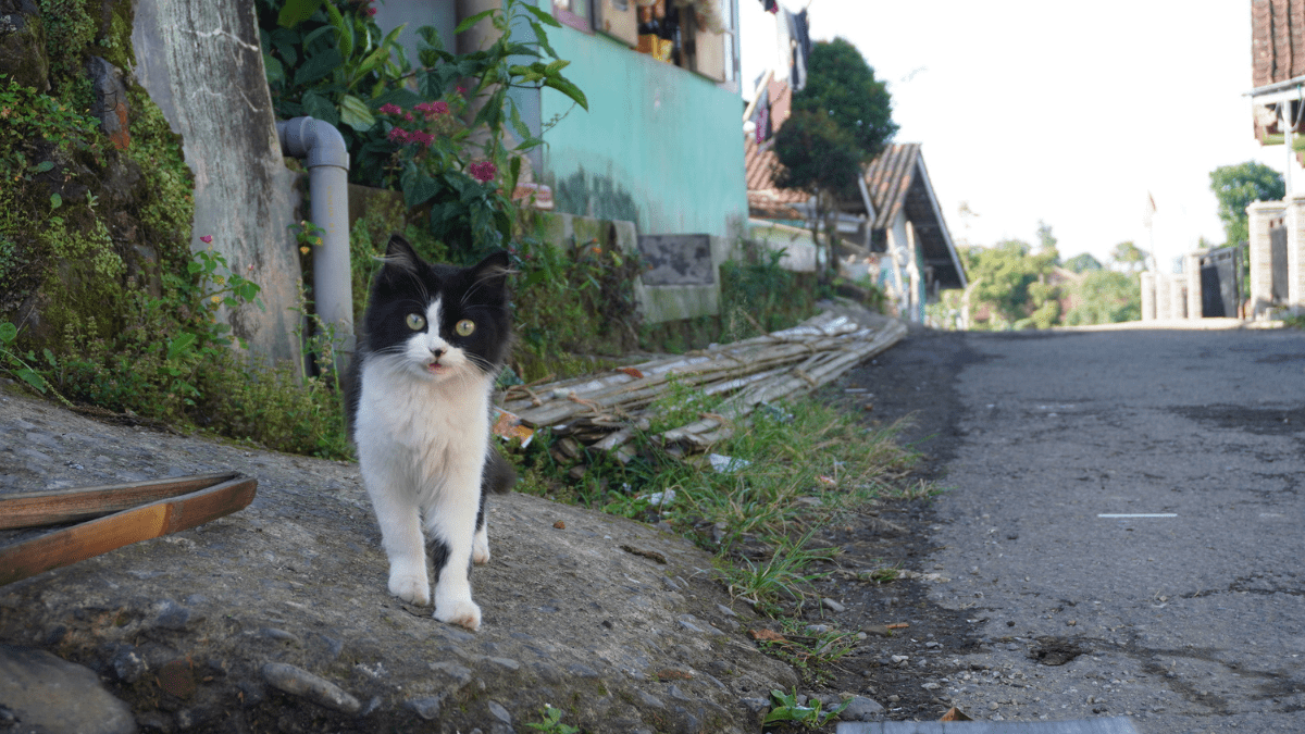 ¿De verdad volverá?