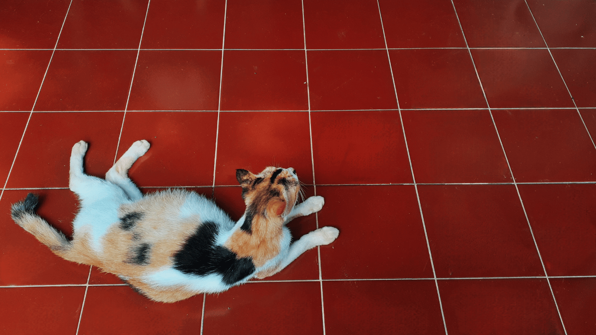 ciąża u kota ile trwa