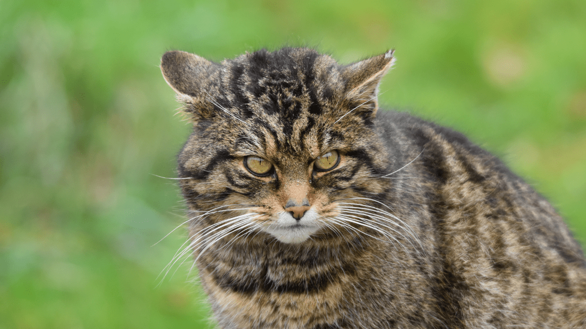 żbik europejski krzyżowanie z kotem domowym
