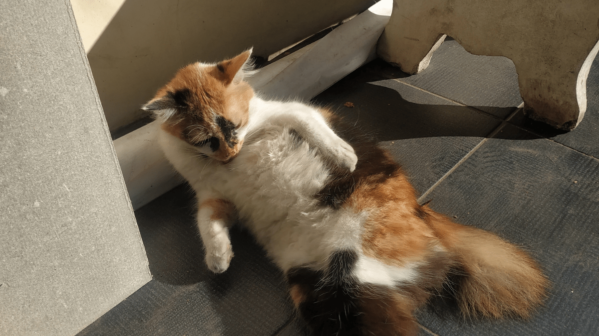 kot po kastracji marcowanie