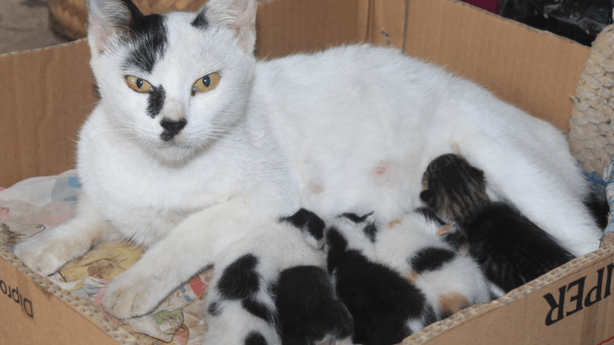 fundacje prozwierzęce bezdomność zwierząt