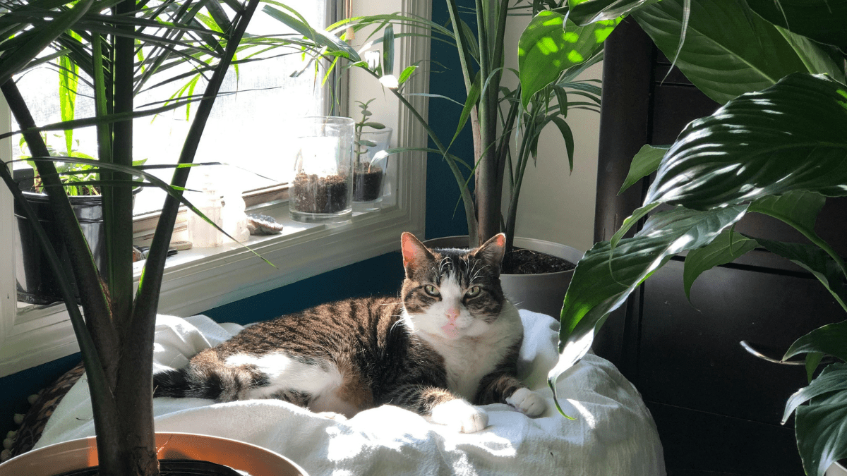 kot domowy bez wychodzenia zaburzenia behawioralne