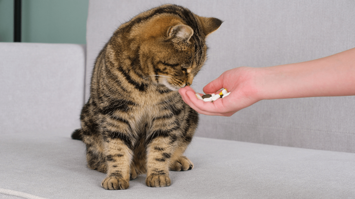 psychotropy dla psa lub kota