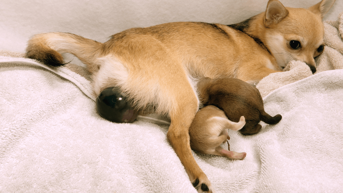 ratowanie każdego miotu