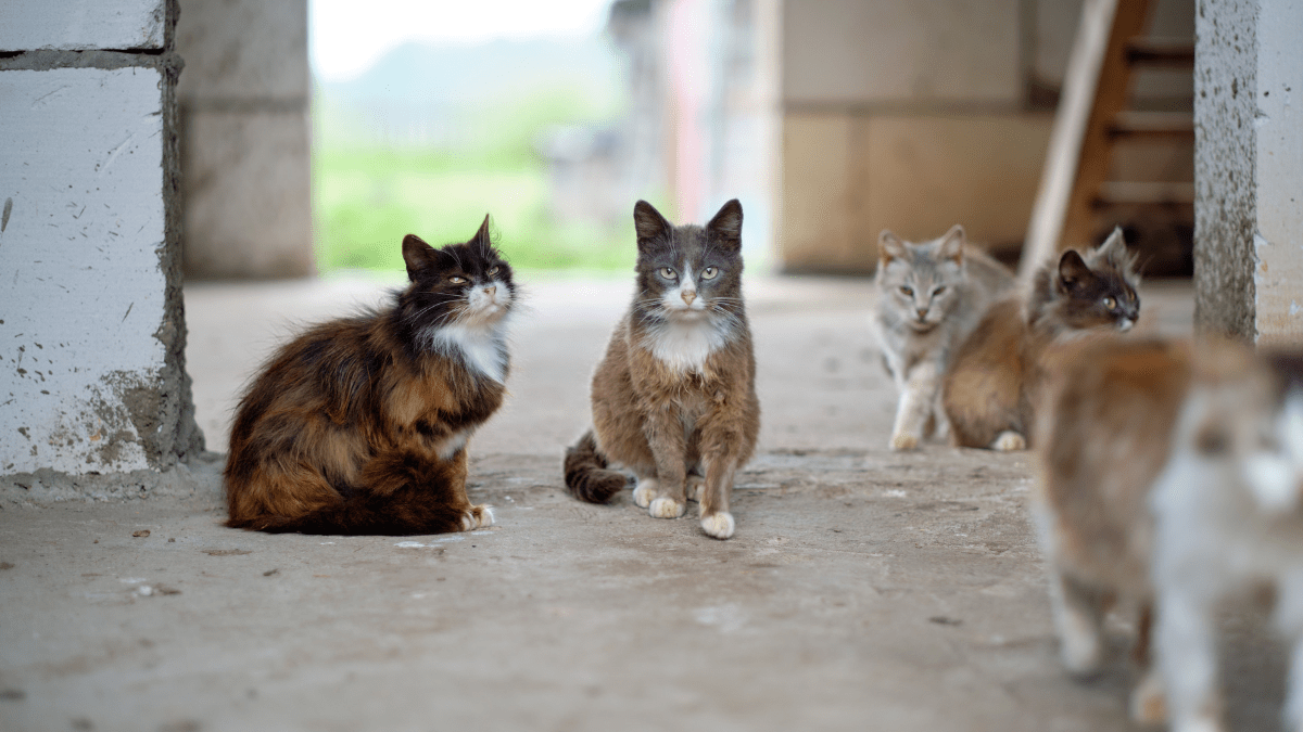 koszt kastracji psa kota Polska dofinansowanie