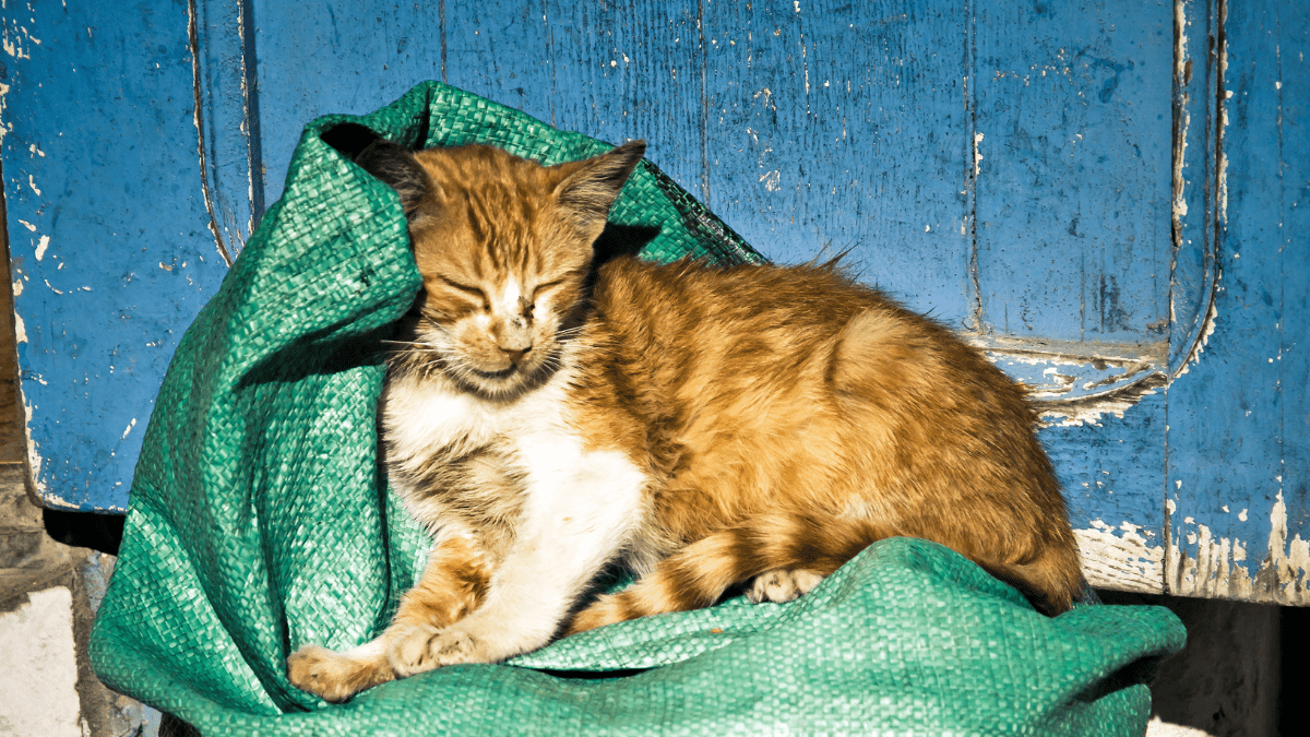 odpowiedzialność za koty wolno żyjące