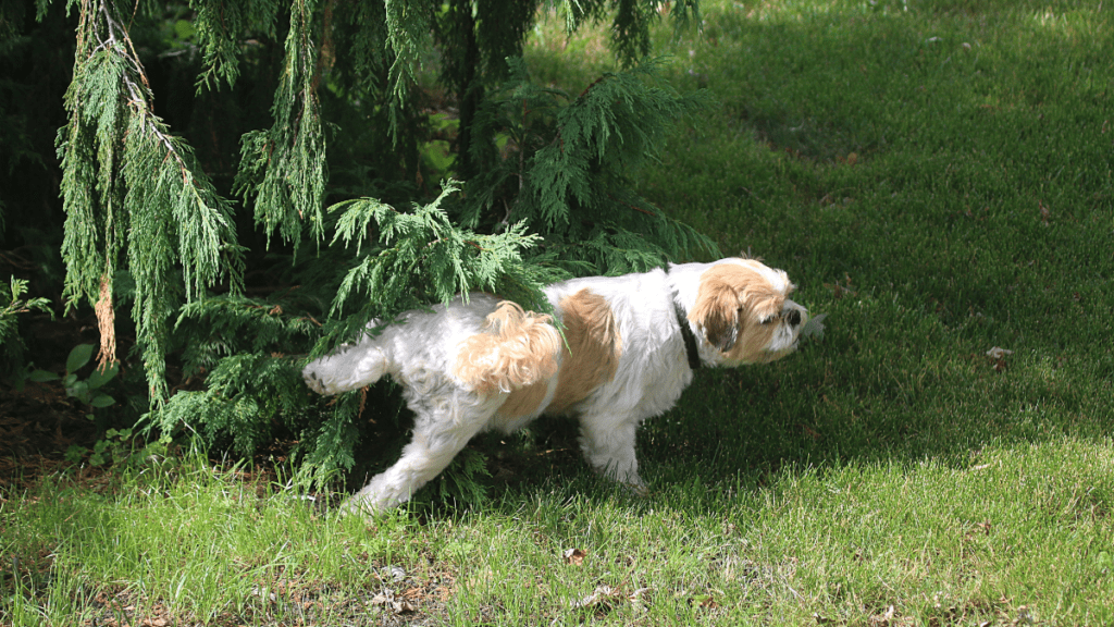 kot sika na legowisko psa