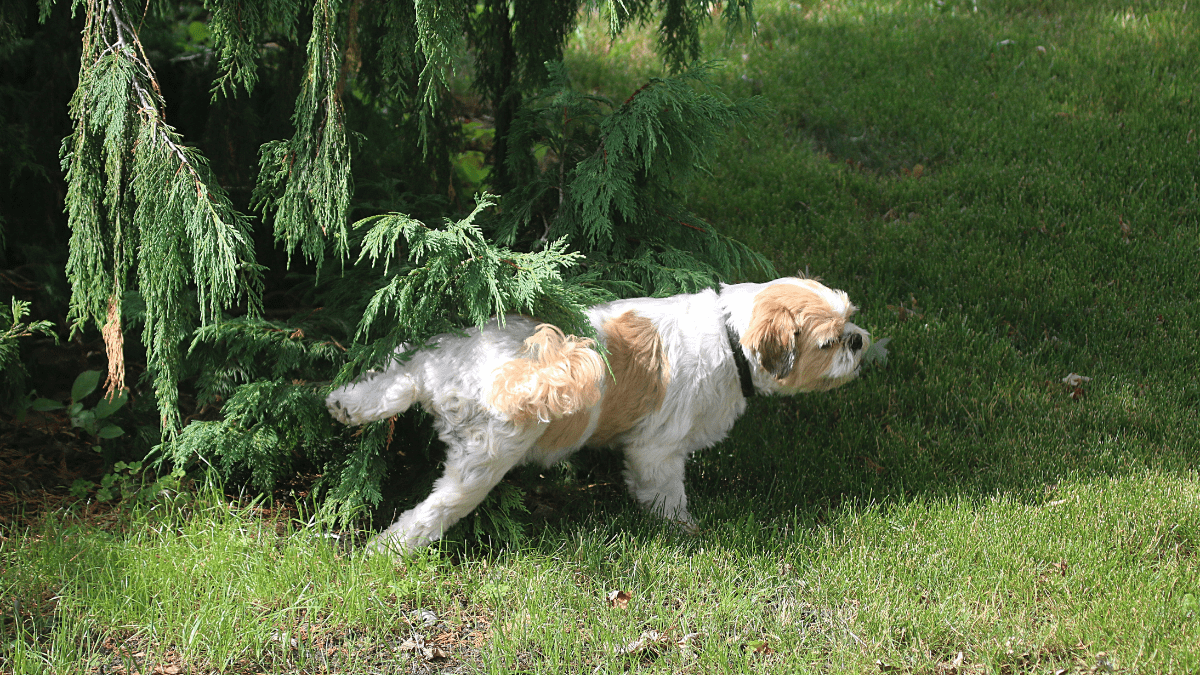 kot sika na legowisko psa