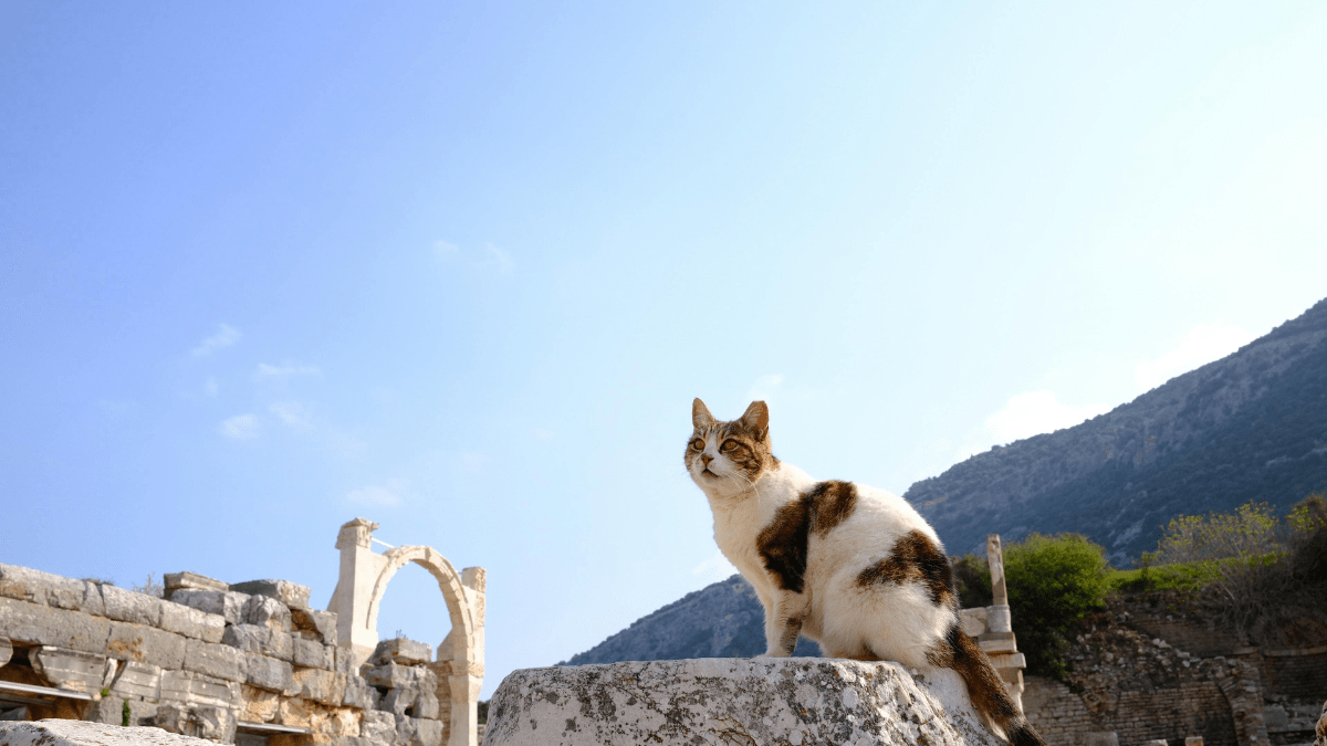 adopcja kotów z zagranicy