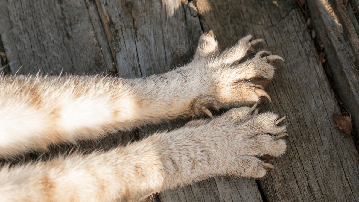 Usuwanie pazurów u kotów