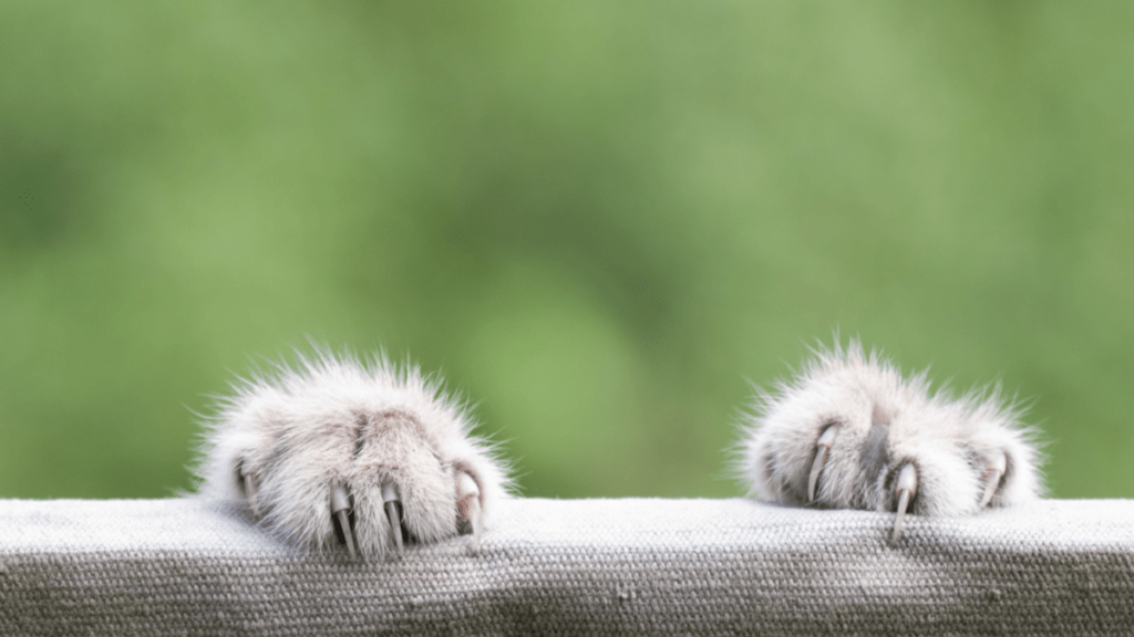 skutki zdrowotne amputacji kocich pazurów po latach