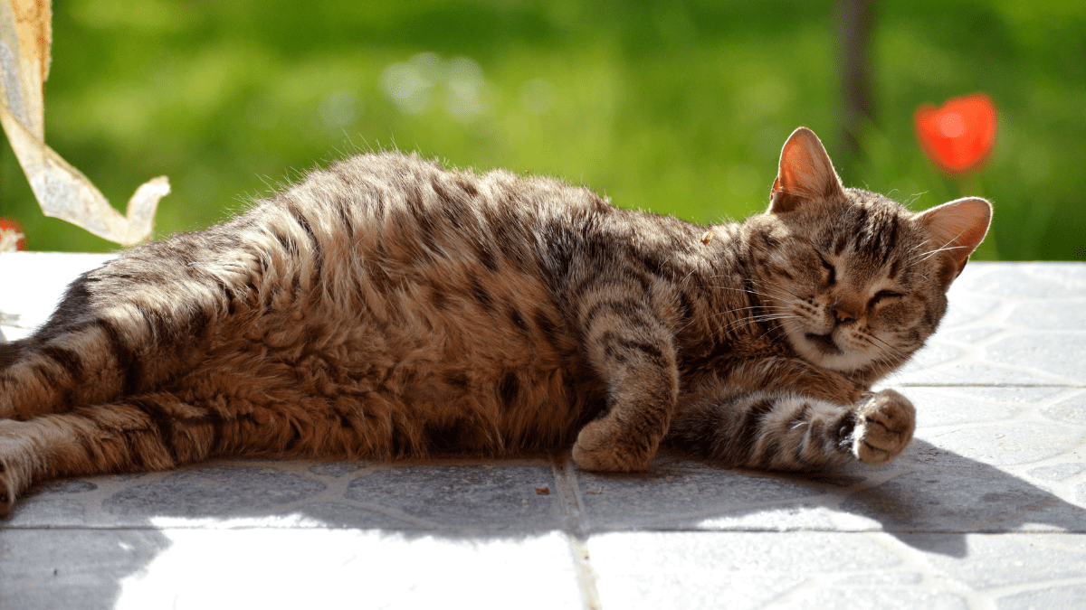 ciąża urojona u kotki