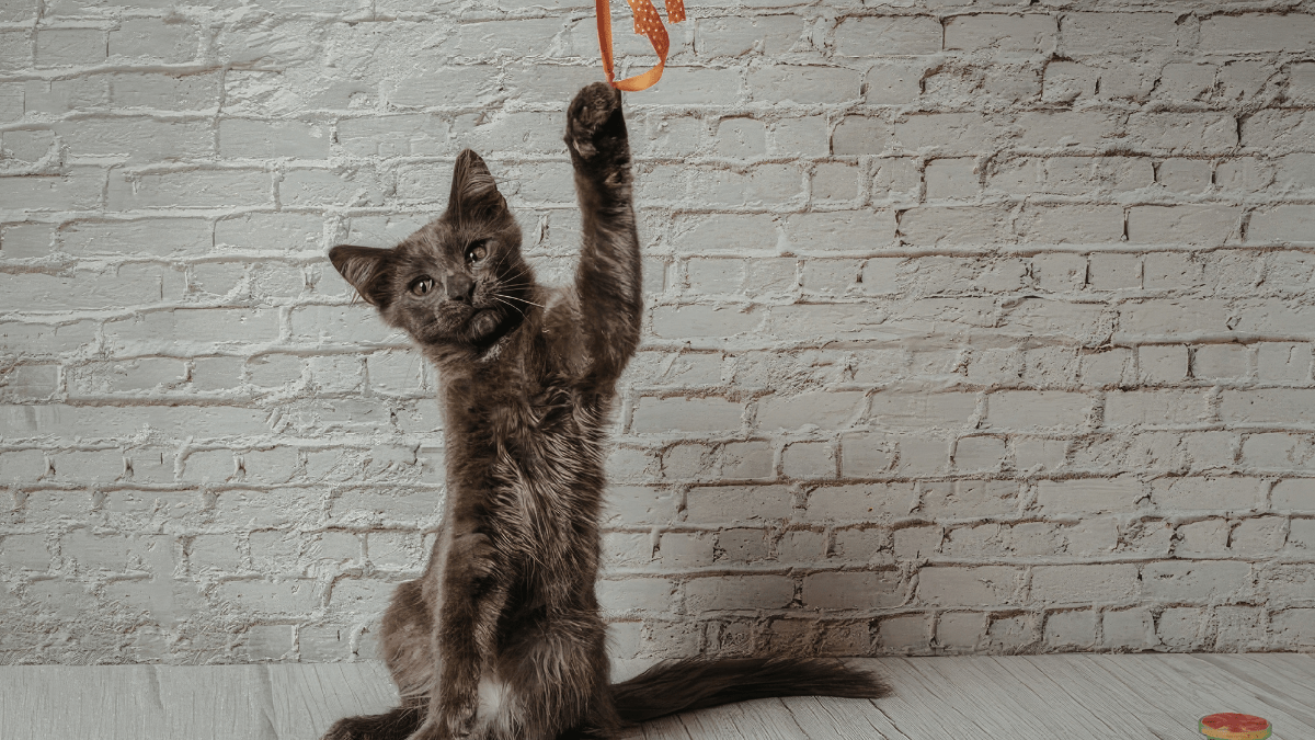 układ mięśniowy kota