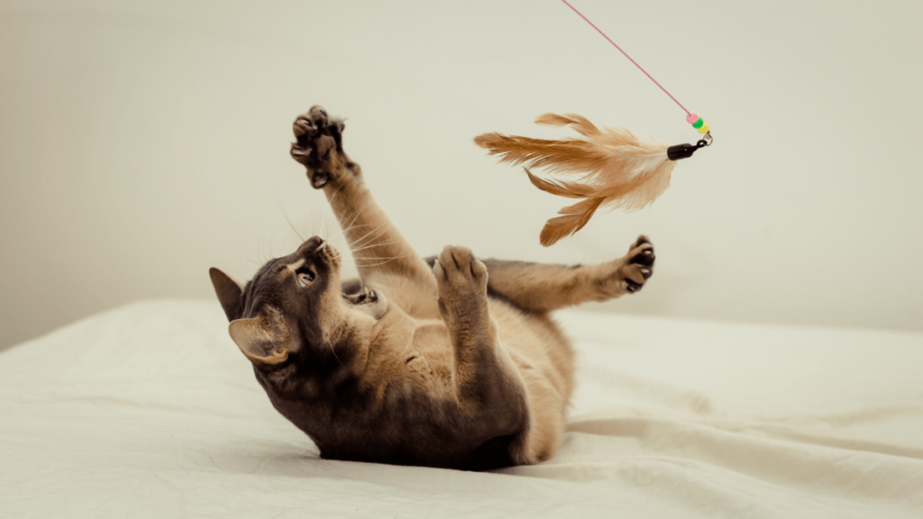 zależność między anatomią a zachowaniem kota