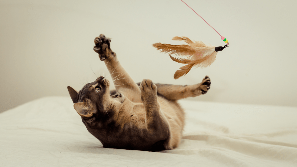 zależność między anatomią a zachowaniem kota