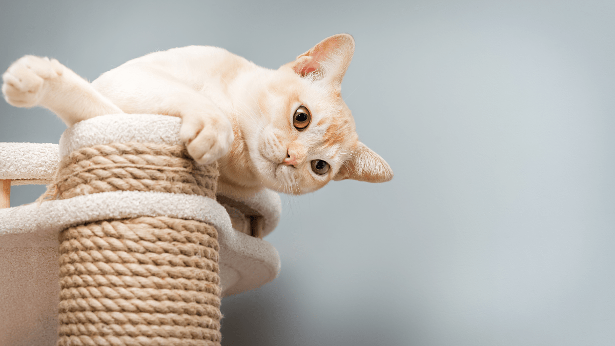 środowisko domowe a zdrowie kota