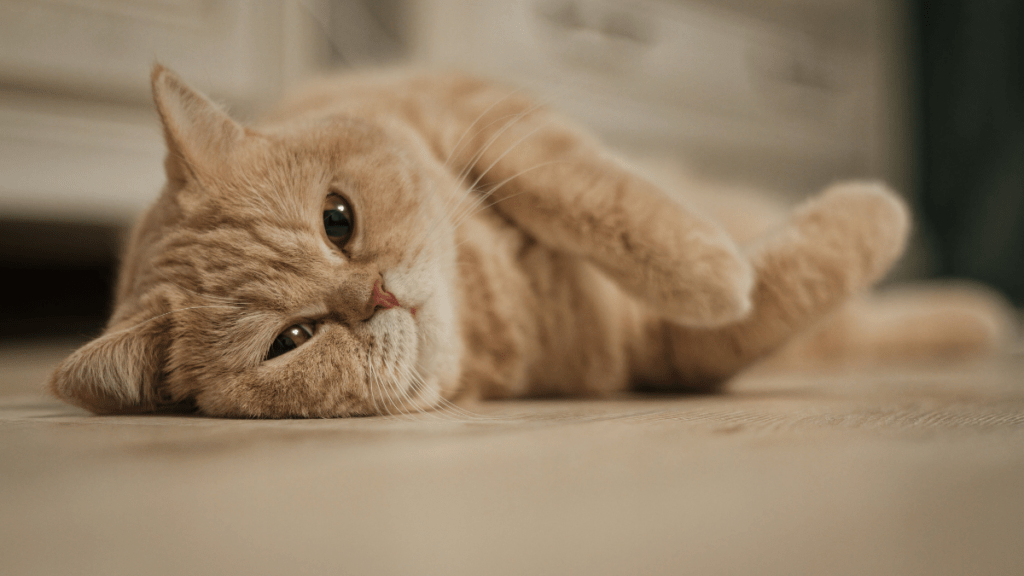 układ hormonalny kota