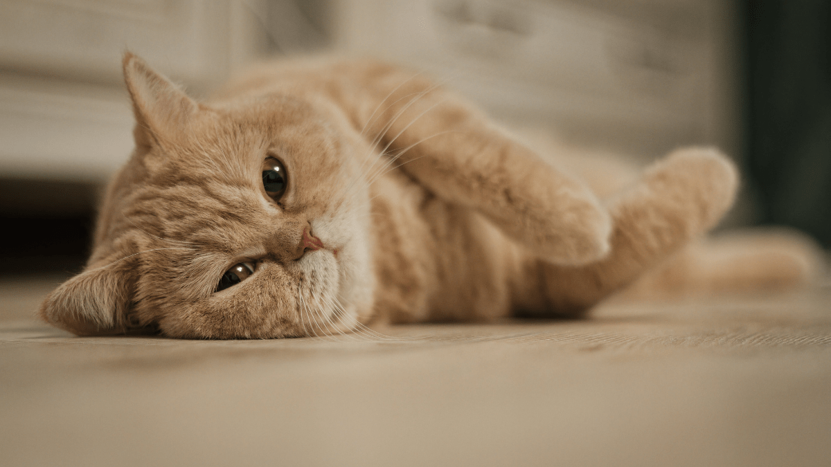 układ hormonalny kota